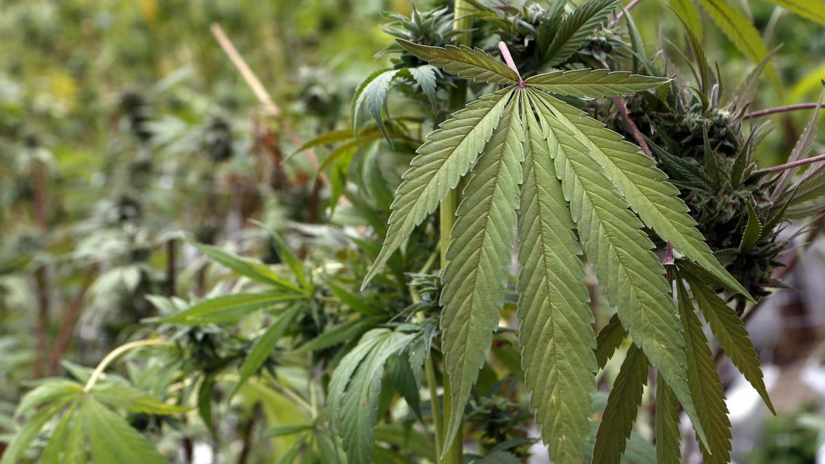 Tres detenidos por cultivar 900 plantas de marihuana en naves de Xeresa y Miramar