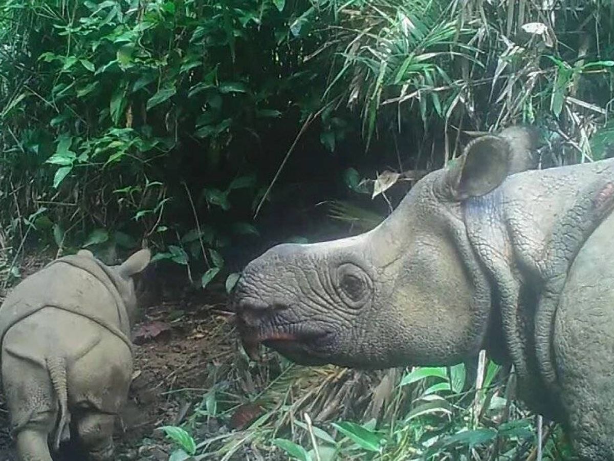 Foto: Las dos crías de rinoceronte de Java. Foto: Parque Nacional Ujung Kulon