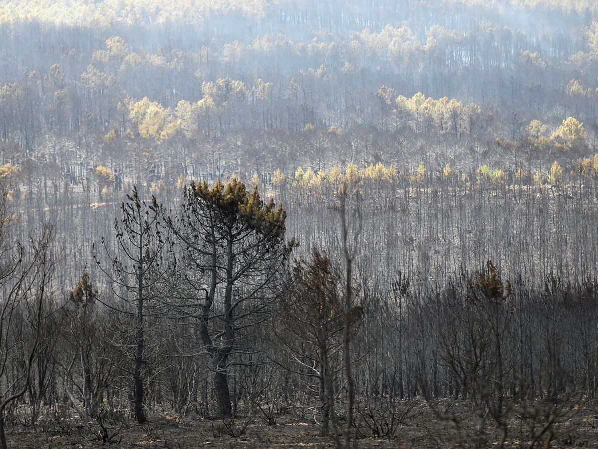 Foto: El incendio de Sierra de la Culebra, Zamora. (Reuters/Isabel Infantes)