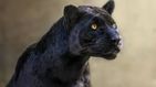 ¿La pantera de Granada era un gato? Un fotógrafo cree haber resuelto el misterio
