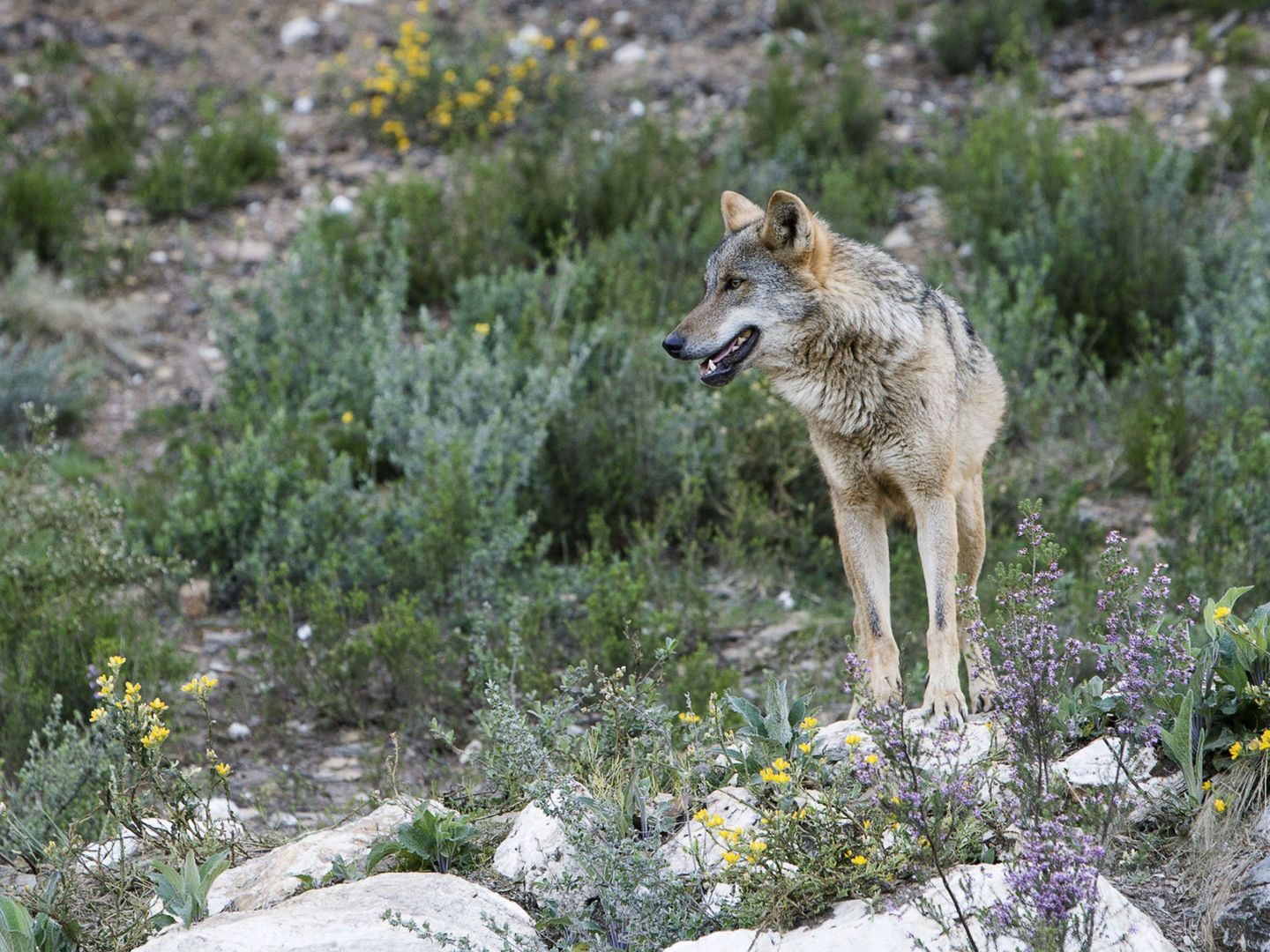 Lobo criado en semilibertad en la Sierra de la Culebra de Zamora (EFE)