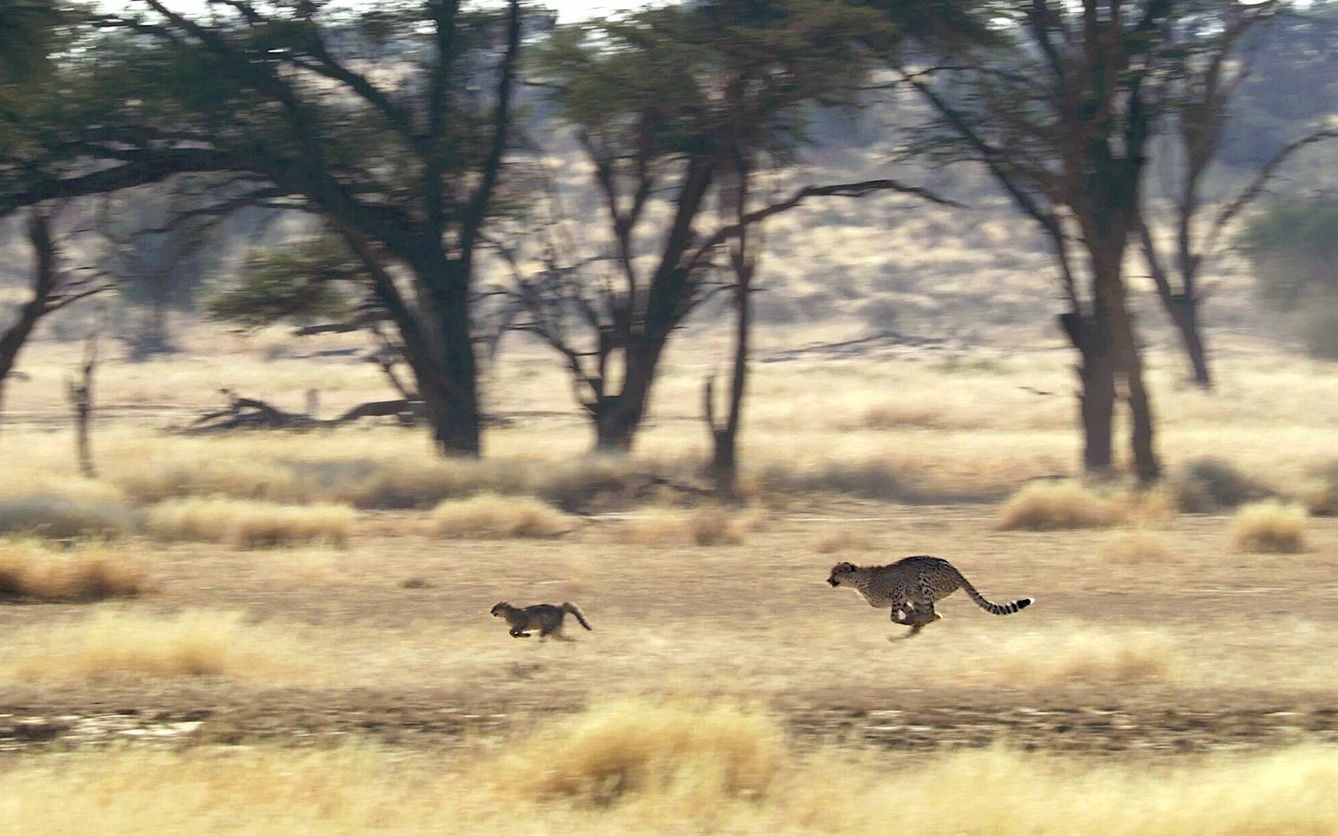 Un guepardo echando de su territorio a un gato montés. (Andoni Canela)