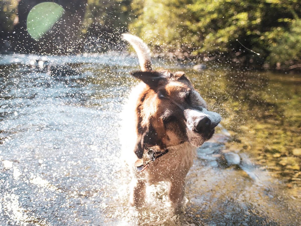 Foto: Los mejores trucos para que tu perro no sufra los efectos de la ola de calor (Unsplash/McKayla Crump)