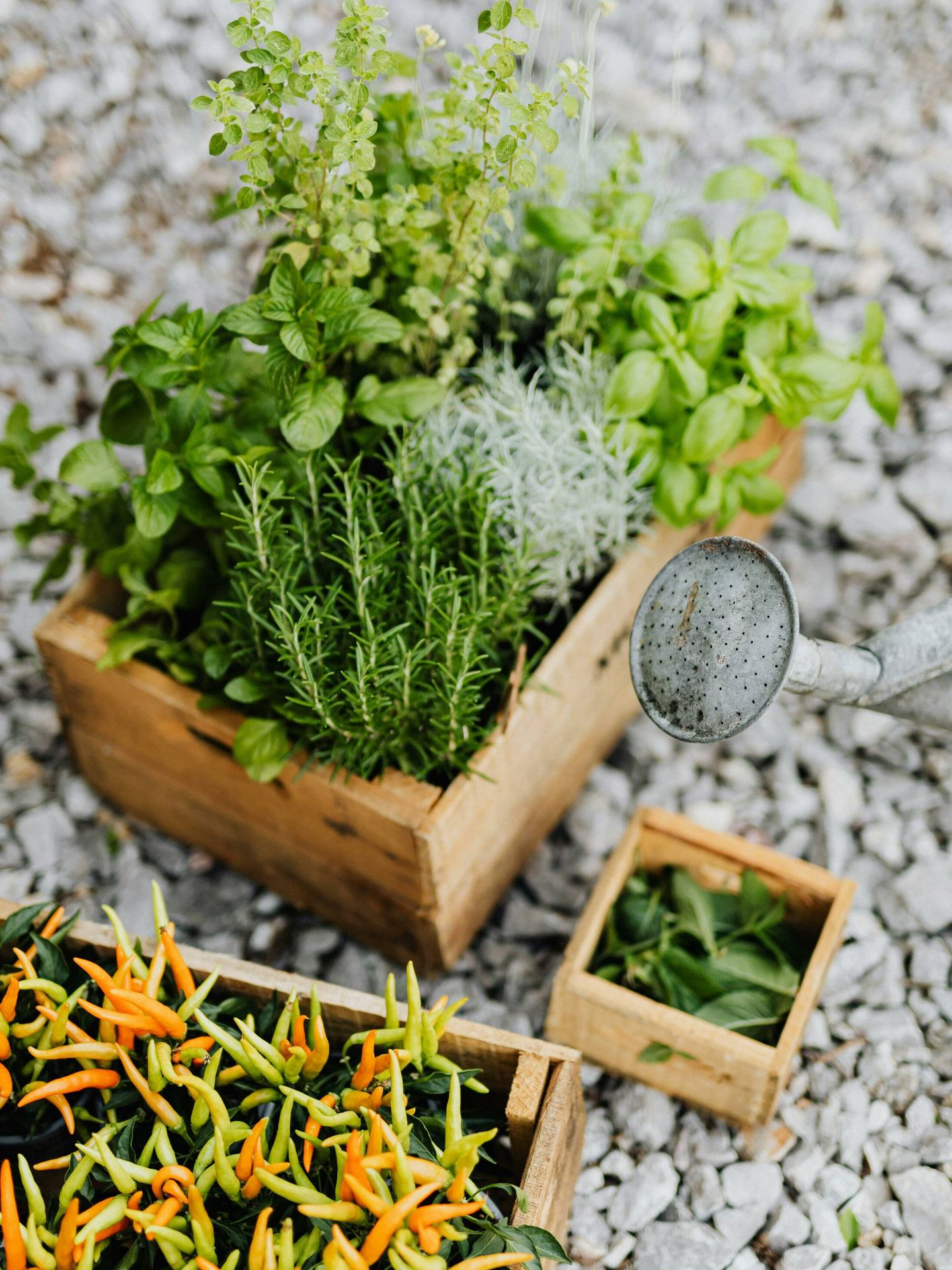 El romero es una planta aromática que puedes cultivar en casa. (Pexels/Karolina Grabowska)