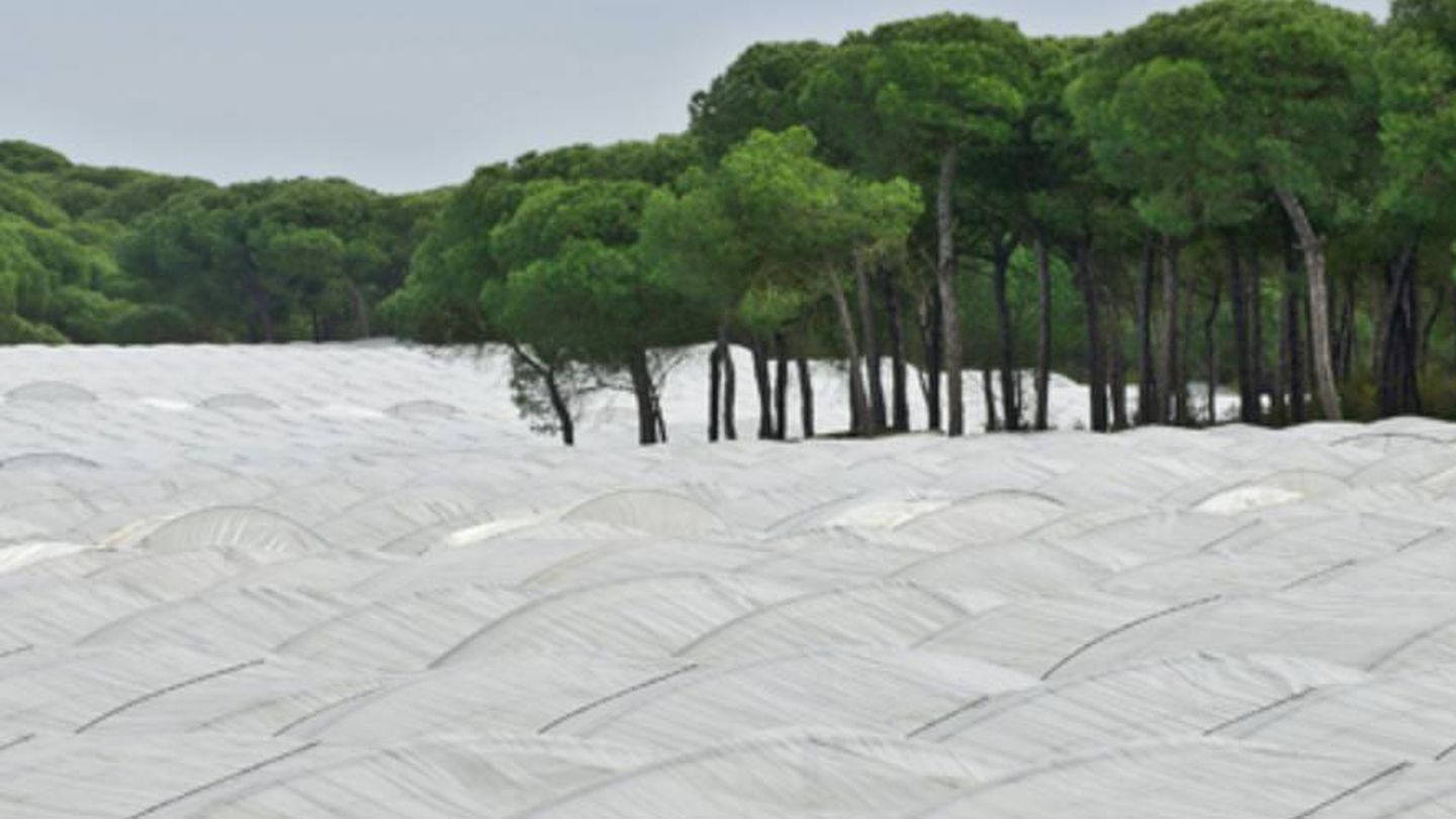 Invernaderos junto a los pinares en Almonte (WWF)