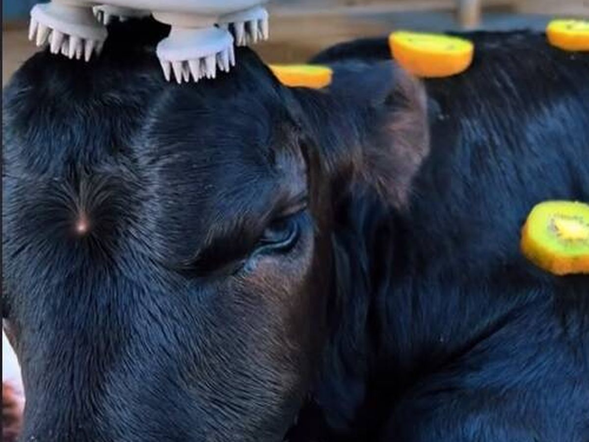 Foto: Un spa de vacas: así es la nueva ocurrencia de TikTok que enloquece a las redes.(TikTok)