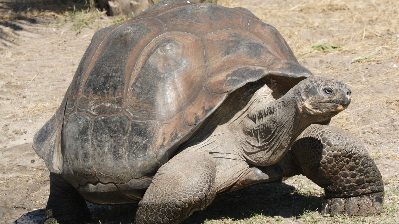 Foto: Un ejemplar de tortuga de Aldabra (CC)