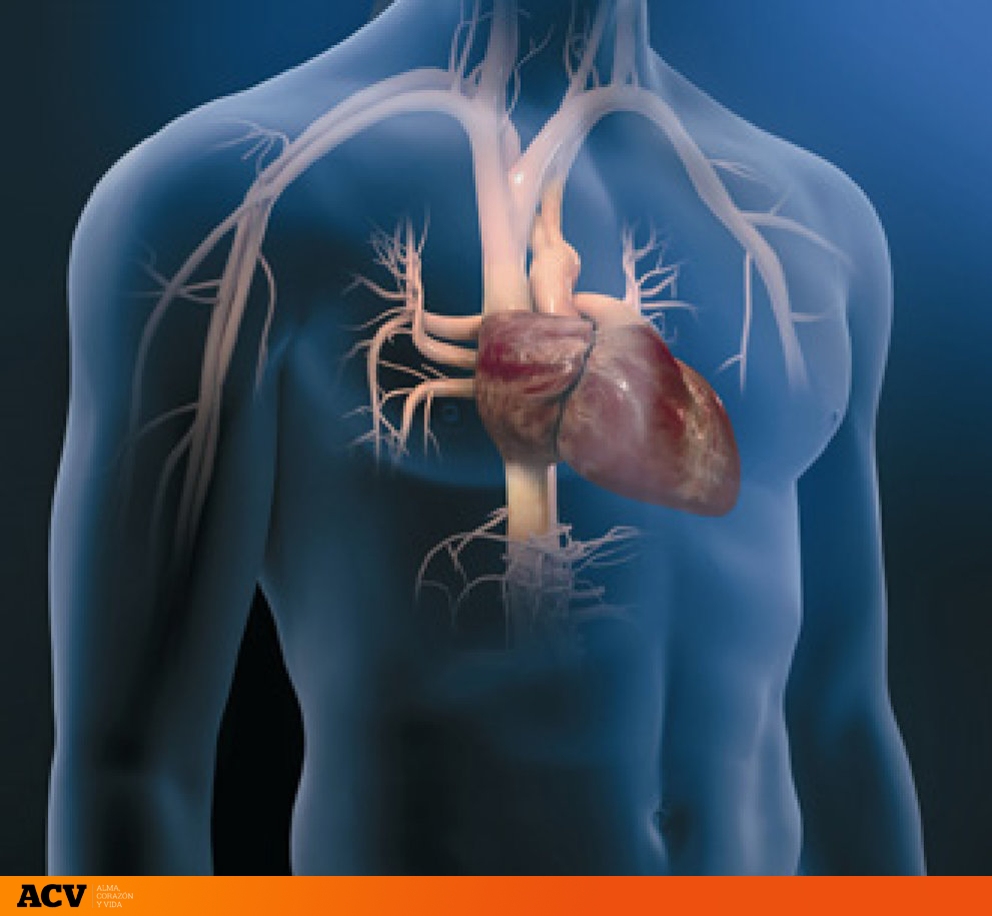 Un corazón virtual para entender mejor sus vicisitudes