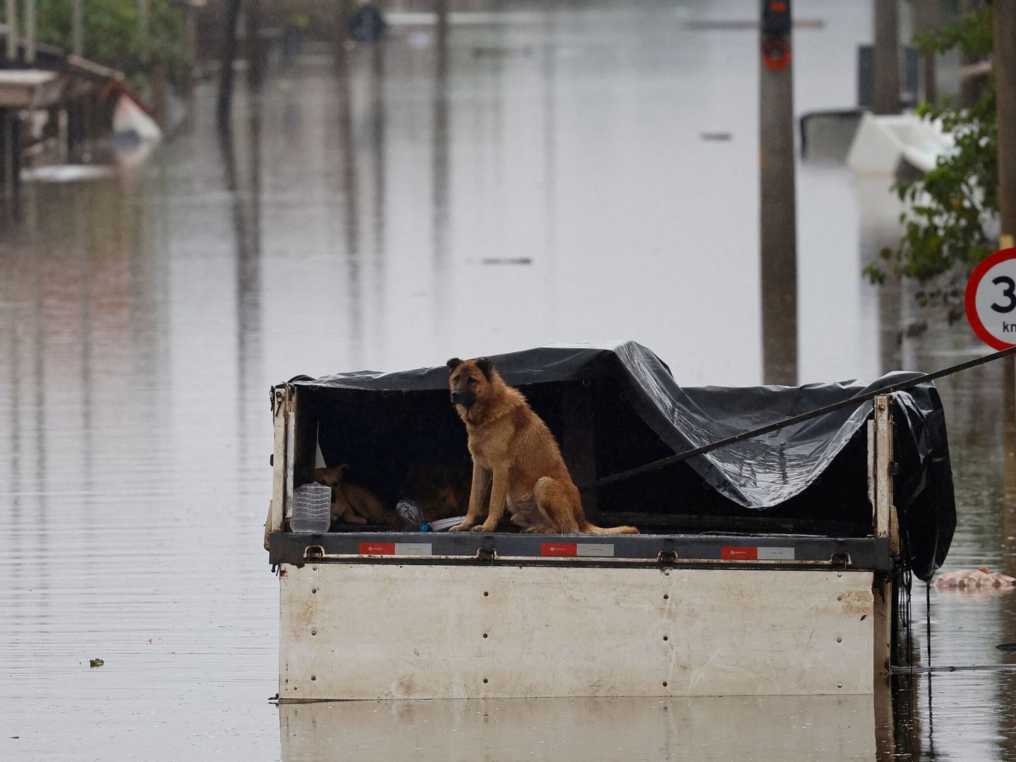 Un perro durante las inundaciones. (Reuters/Adriano Machado)