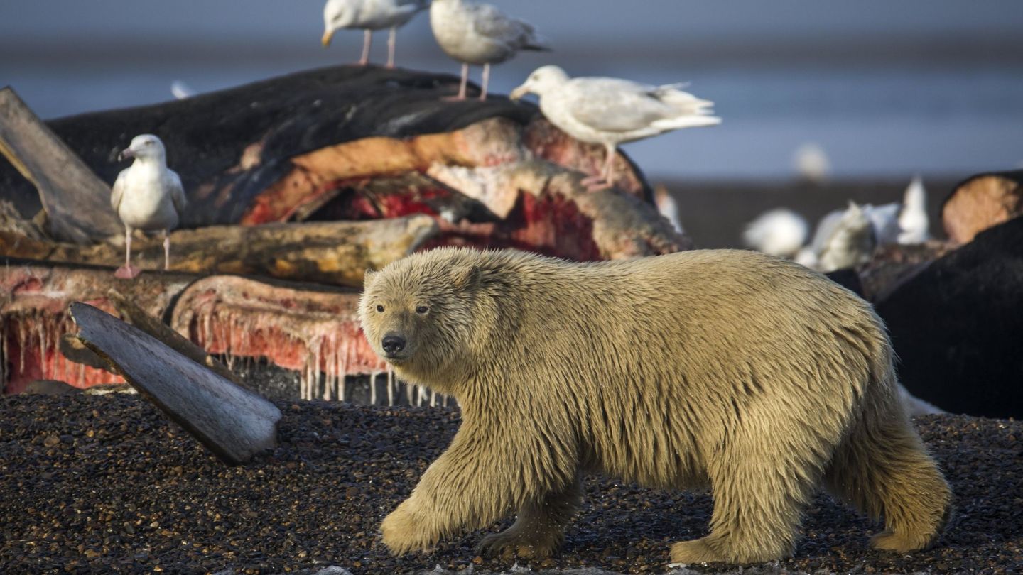 Un oso polar joven se prepara para alimentarse con los restos de ballenas de Groenlandia. (EFE)