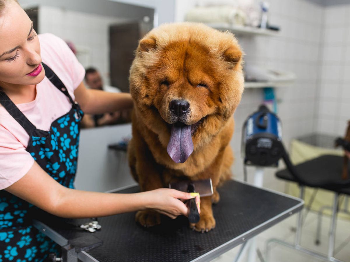 Foto: Un perro pasa consulta en el veterinario (iStock)