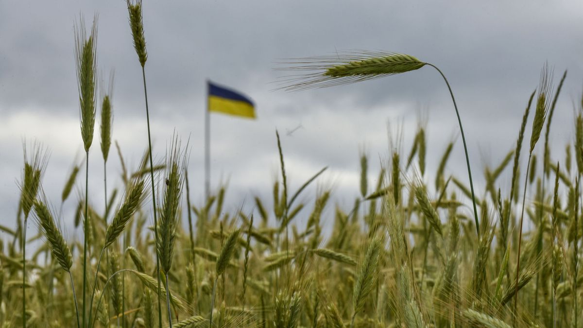 España ayudará a sacar grano ucraniano para que sea exportado desde puertos españoles