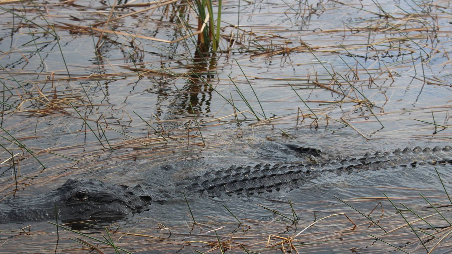 Un cocodrilo en el parque recreativo de Sawgrass, en Florida. (T.F.)