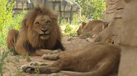 Los leones del Zoo de Barcelona estrenan un hábitat que simula la sabana africana