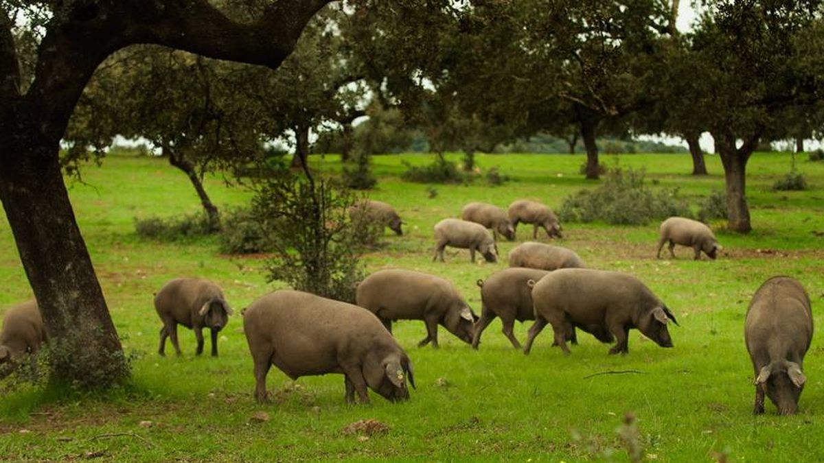 La crisis de la peste porcina en China impulsa la cría del cerdo en Galicia