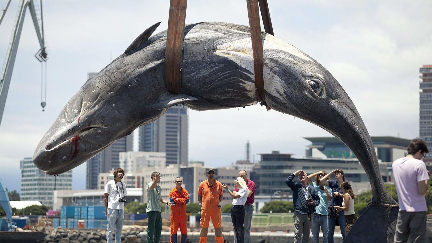 Un cachalote hembra de unos 10 metros de largo y unas 9 toneladas de peso fue encontrado muerto en la bahía de Santa Cruz de Tenerife (EFE)
