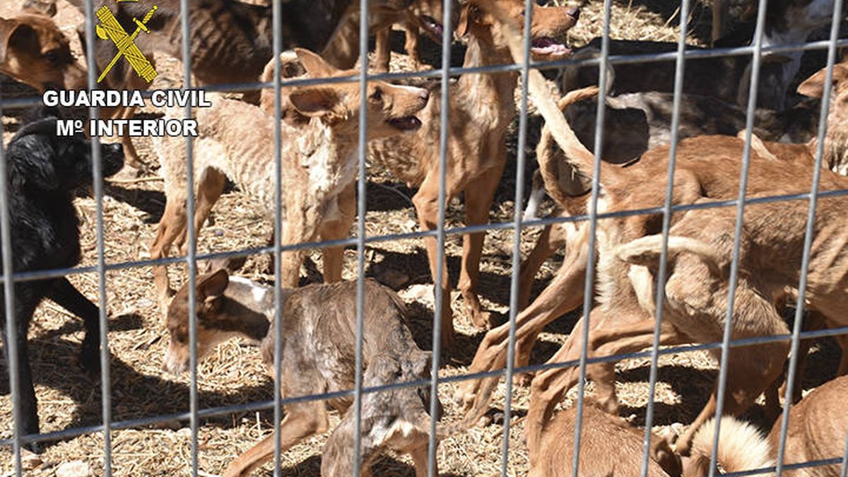 Rescatan de una finca de Toledo a 41 perros desnutridos y en grave estado de abandono