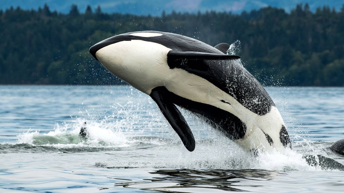 ¿La rebelión de las orcas? Qué hay detrás del aumento de vídeos virales con sus ataques