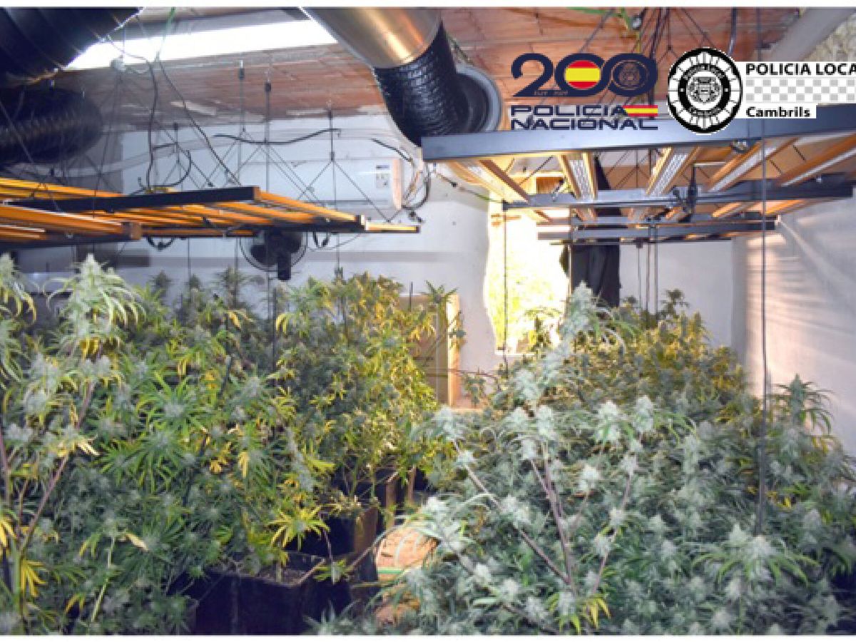 Foto: Plantaciones de marihuana en tarragona en imagen de archivo. (EFE/Policía Nacional)
