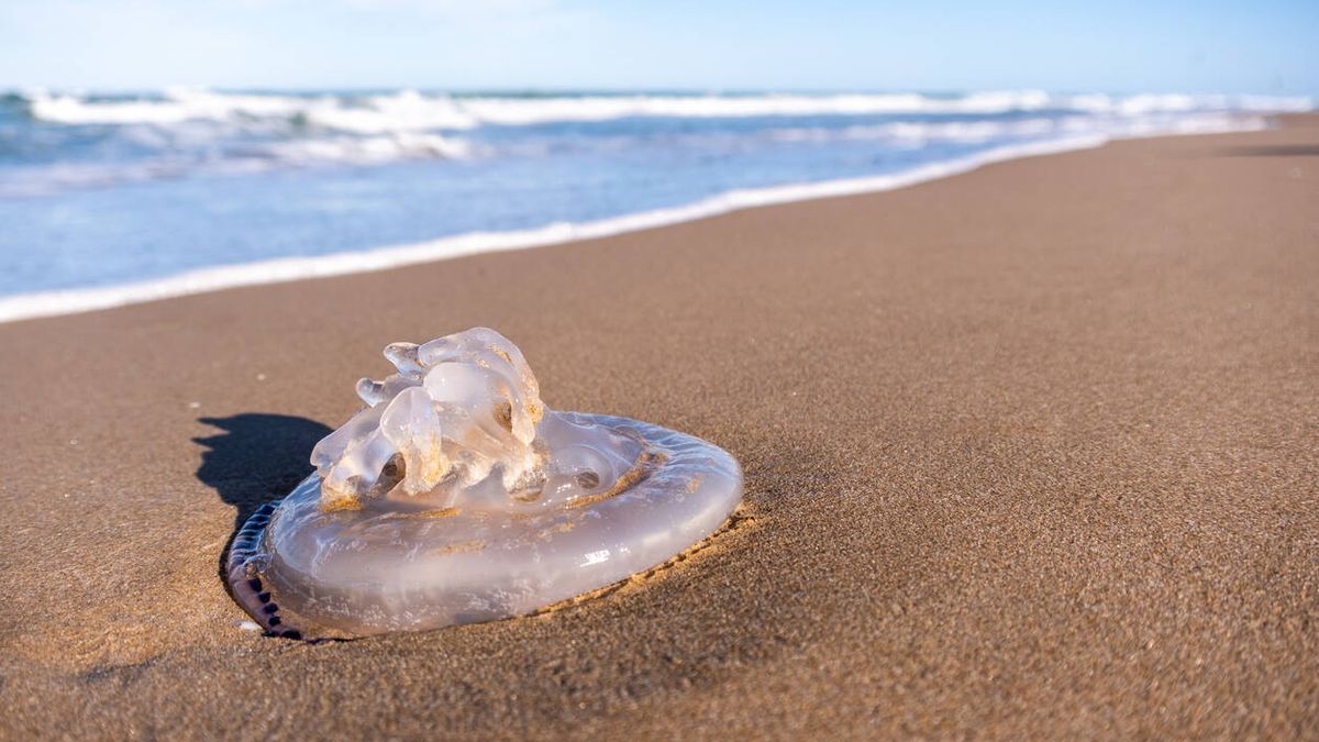 Estas son las medusas más habituales en España: ¿cuáles son las más peligrosas?