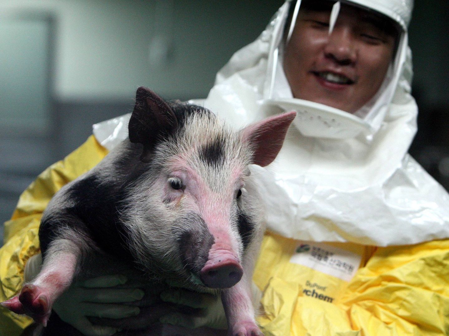 Primer cerdo modificado genéticamente para investigación de trasplantes de animal a humano. (EFE/Yonhap)