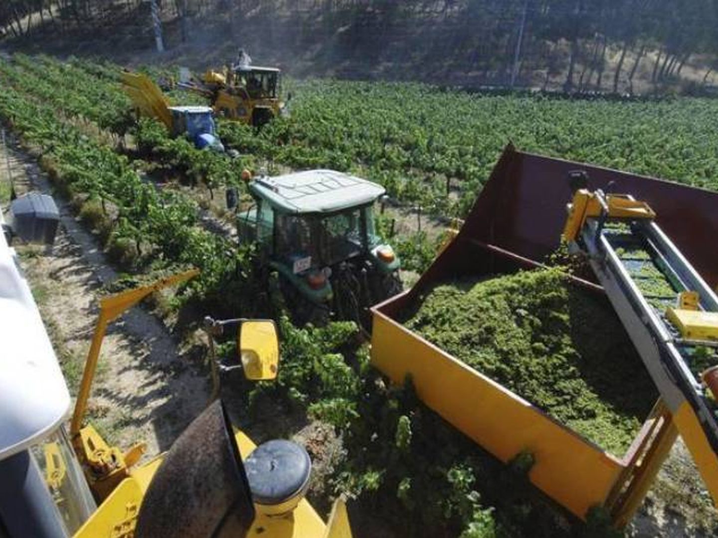 La viña es uno de los tres pilares del sector agroalimentario catalán. (EFE)