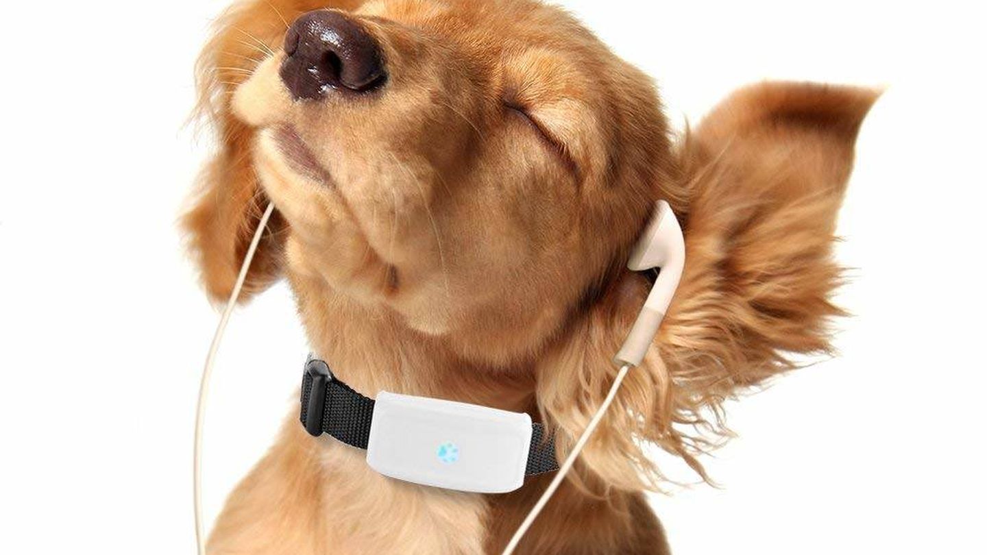 Un perro con el collar rastreador Tkstar (Imagen: Amazon)