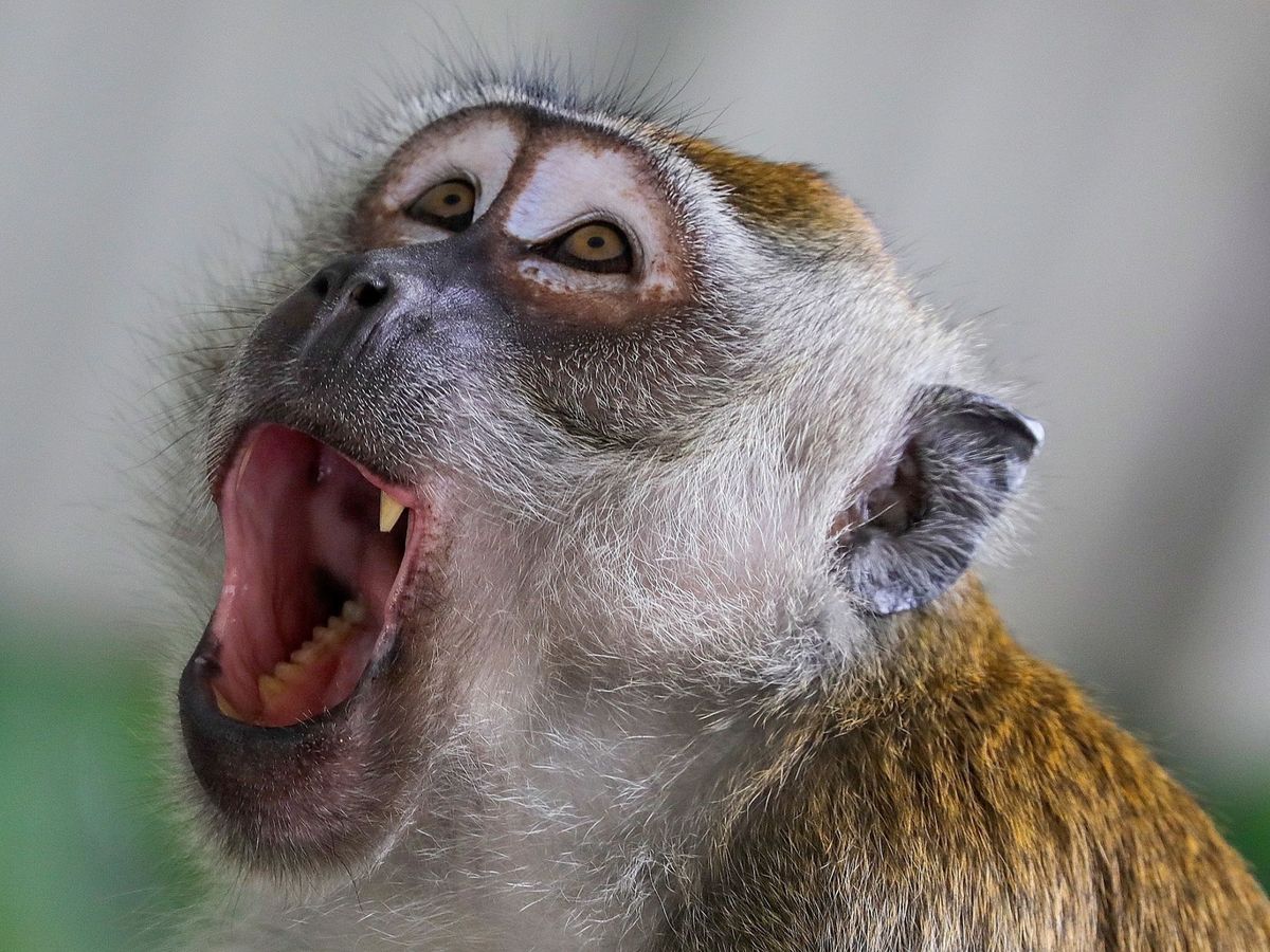 Foto: No es la primera vez que un primate ataca a una persona (EFE EPA/Fazry Ismail)