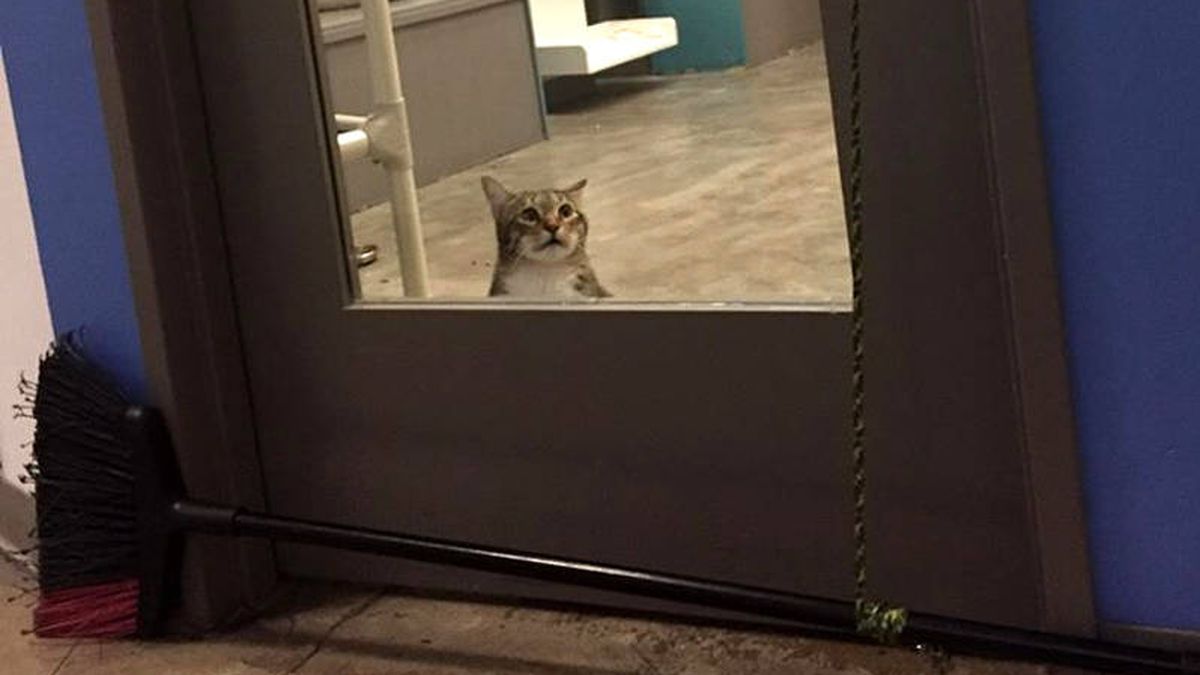 Castigan a un gato por saber abrir la puerta y dejar salir del refugio al resto de felinos