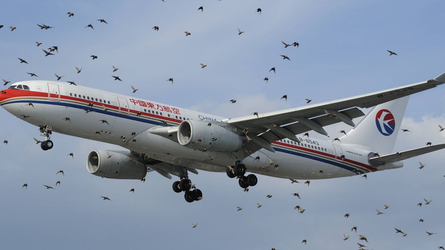 Bandada de pájaros volando alrededor de un avión durante el despegue. 