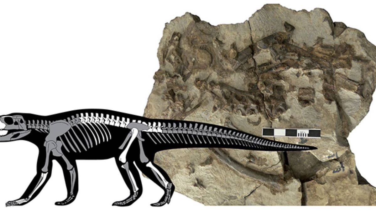Un fósil robado en los Pirineos permite descubrir una nueva especie de cocodrilo