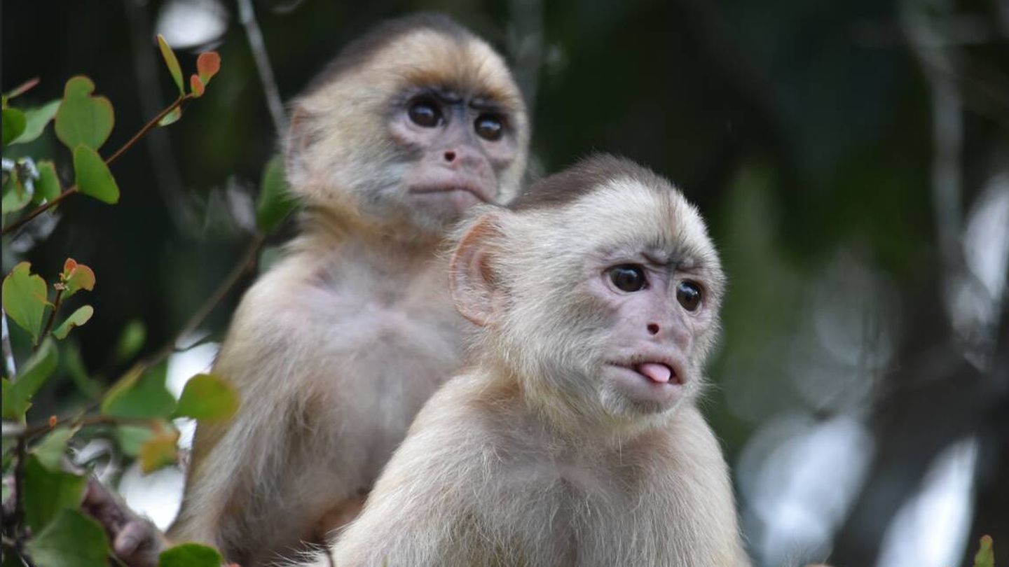 Monos capuchinos de Brasil. (Rebecca Still)