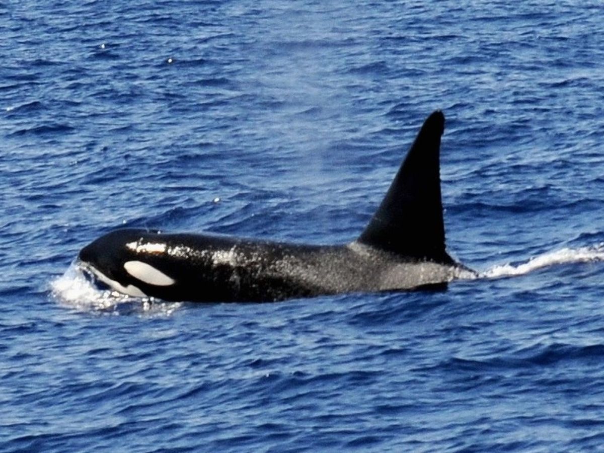 Foto: Una orca en Gran Canaria. (EFE)