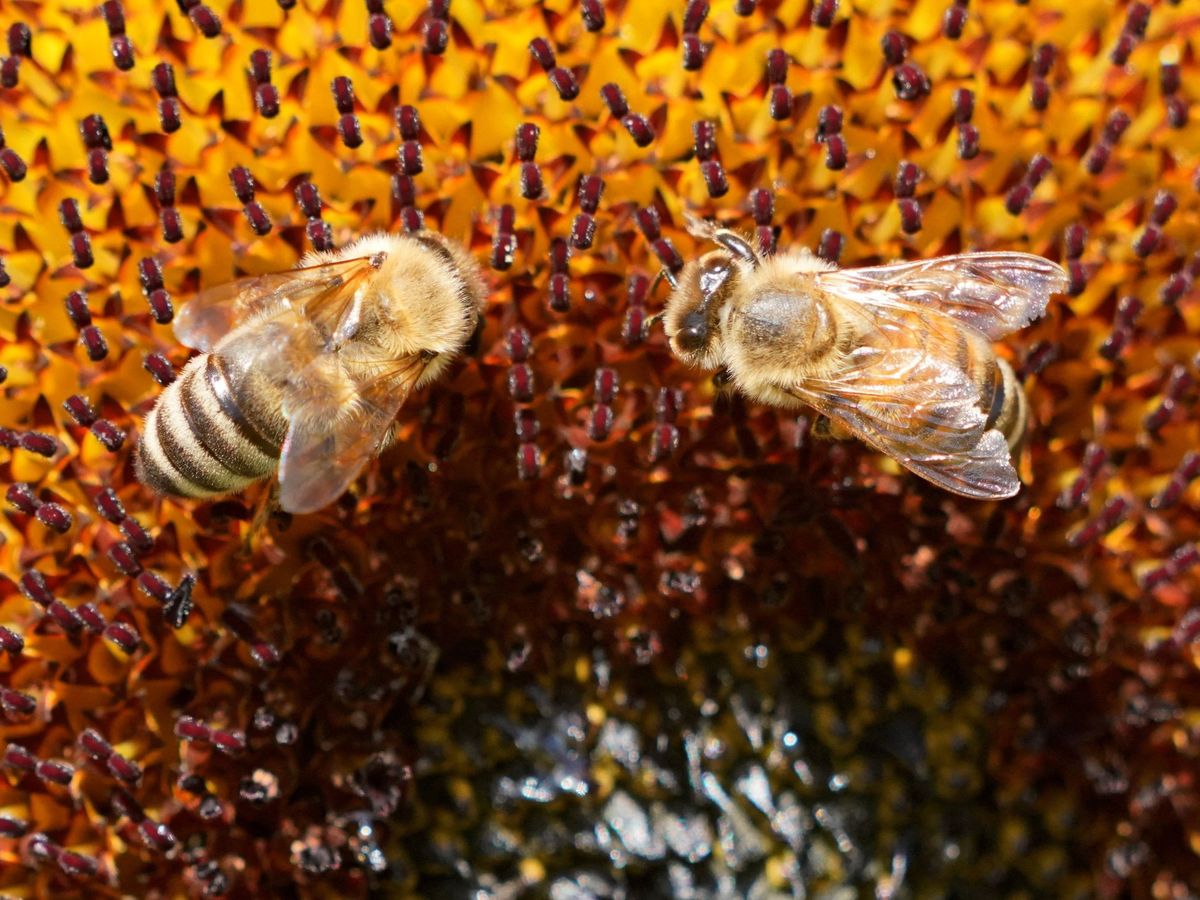 Foto: Las abejas adultas no son las únicas afectadas. Foto: EFE Ronald Wittek