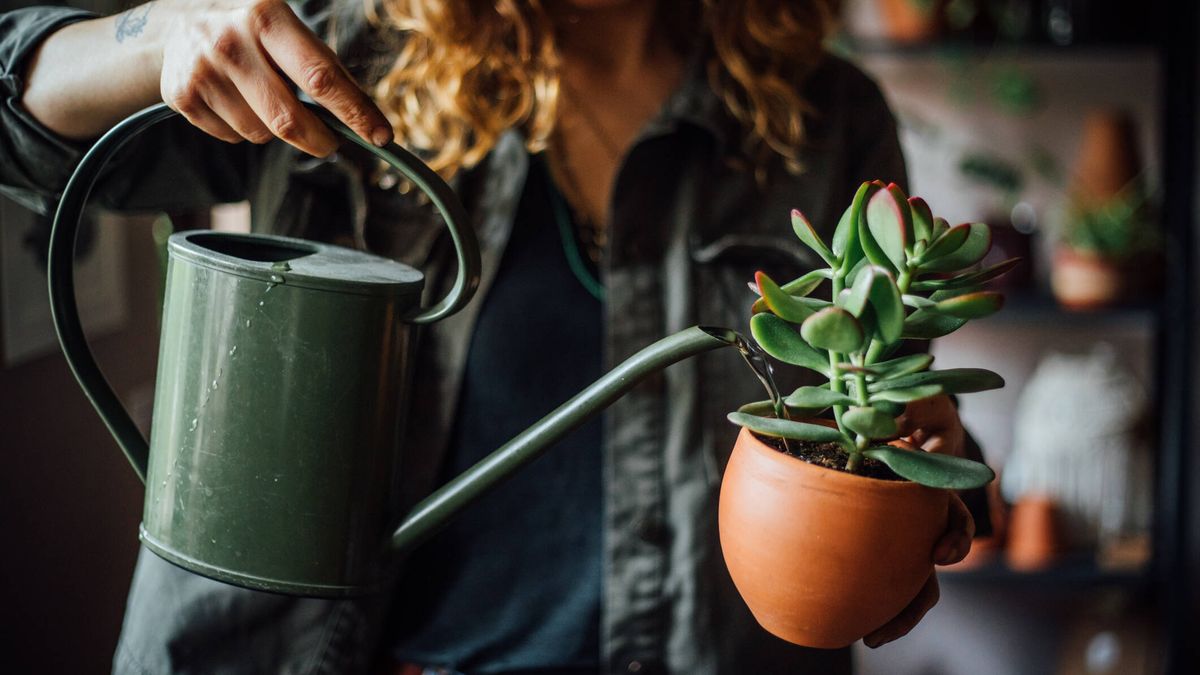 La lista de plantas más fáciles de cuidar y mantener en una casa