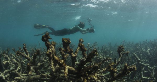 Foto: Elevan la amenaza por el blanqueo de corales de la gran barrera
