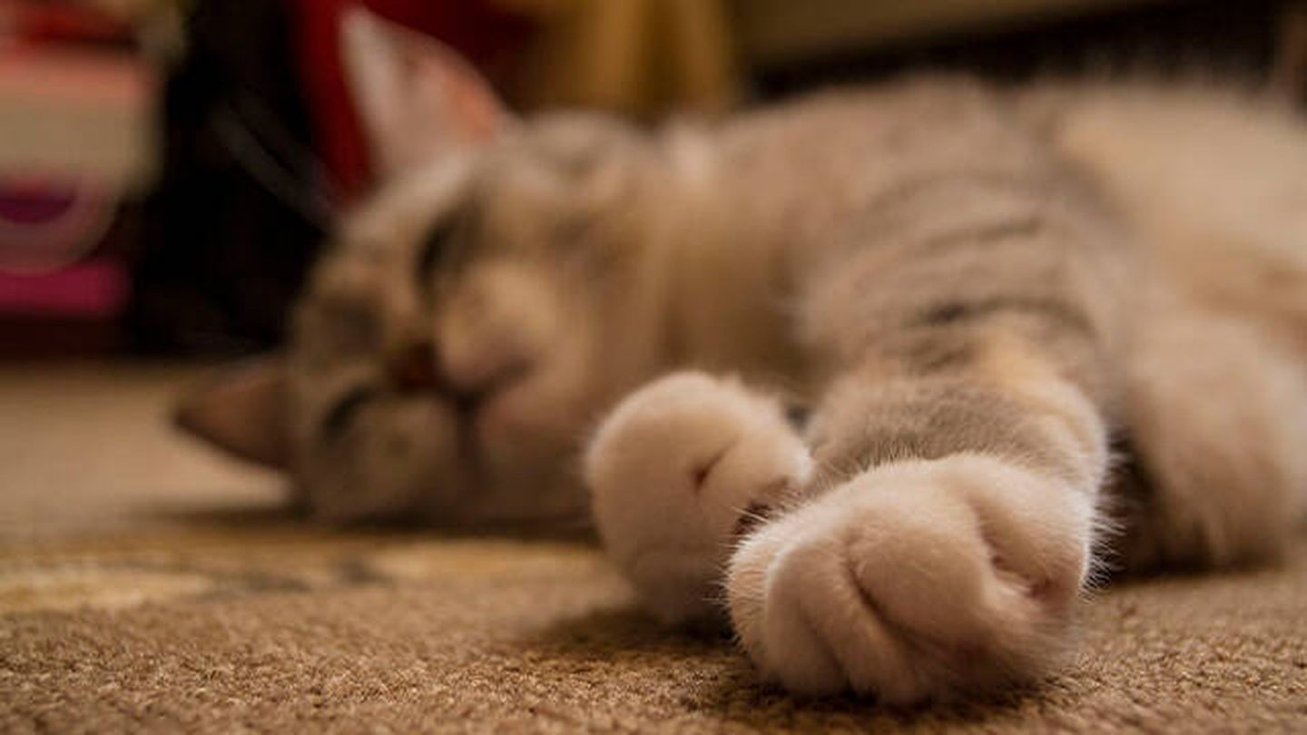 Los gatos pueden llegar a dormir hasta 18 horas al día (Pixabay)