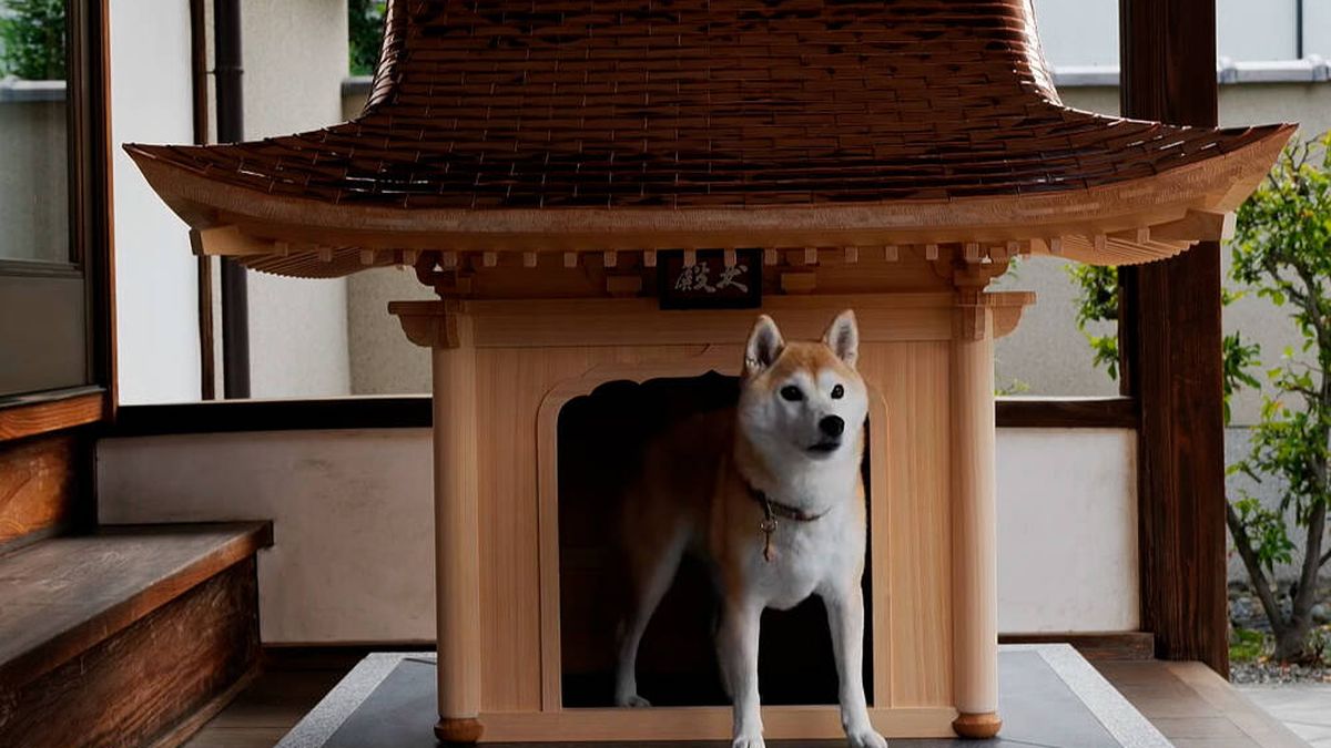 Japón crea la primera mansión de lujo para perros, solo para los bolsillos más pudientes
