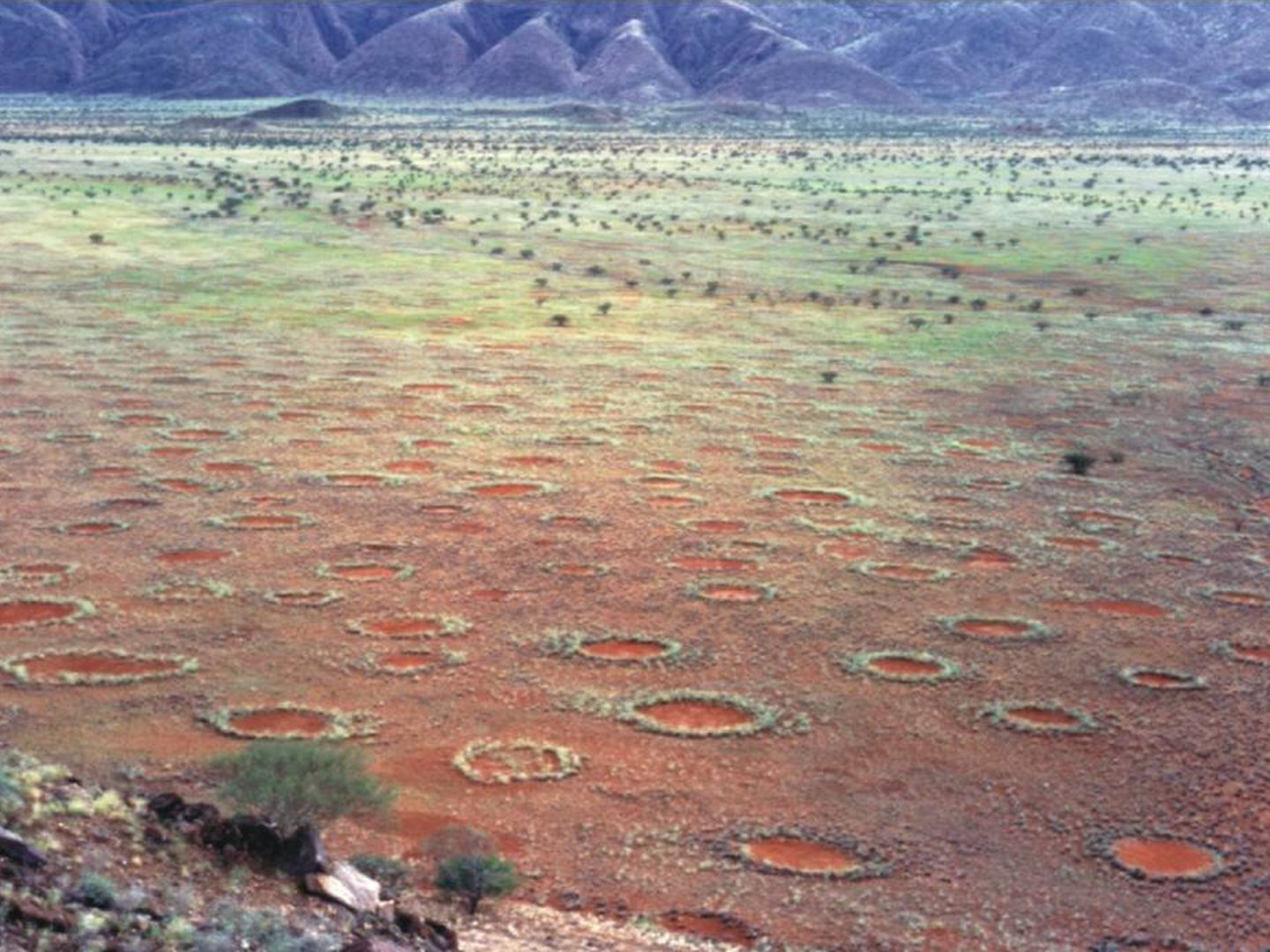 Los 'círculos de hadas' encontrados en Namibia. (Foto: Stephan Getzin / Wikimedia)