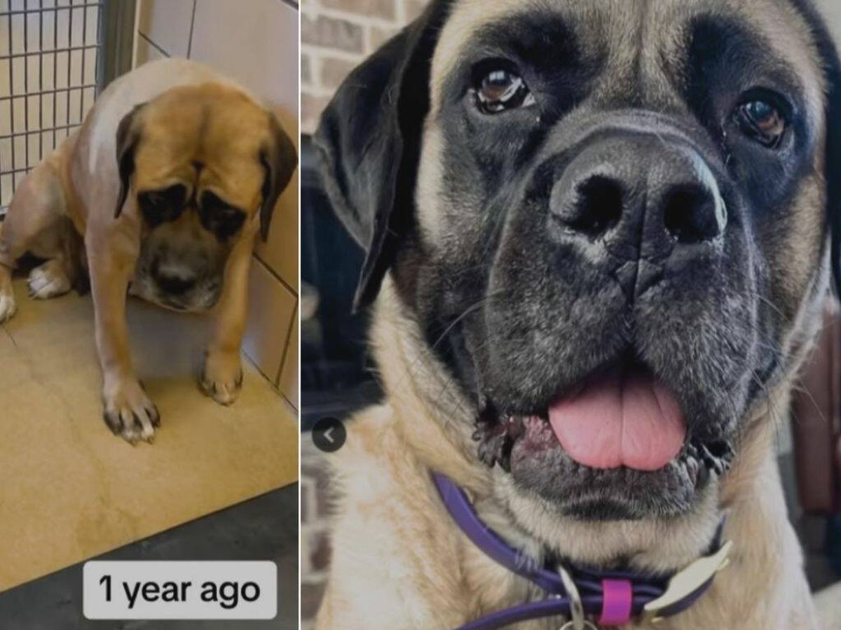 Foto: Un estadounidense comparte la transformación de su perro rescatado en tan solo un año (Instagram/@adoptingd0gs)