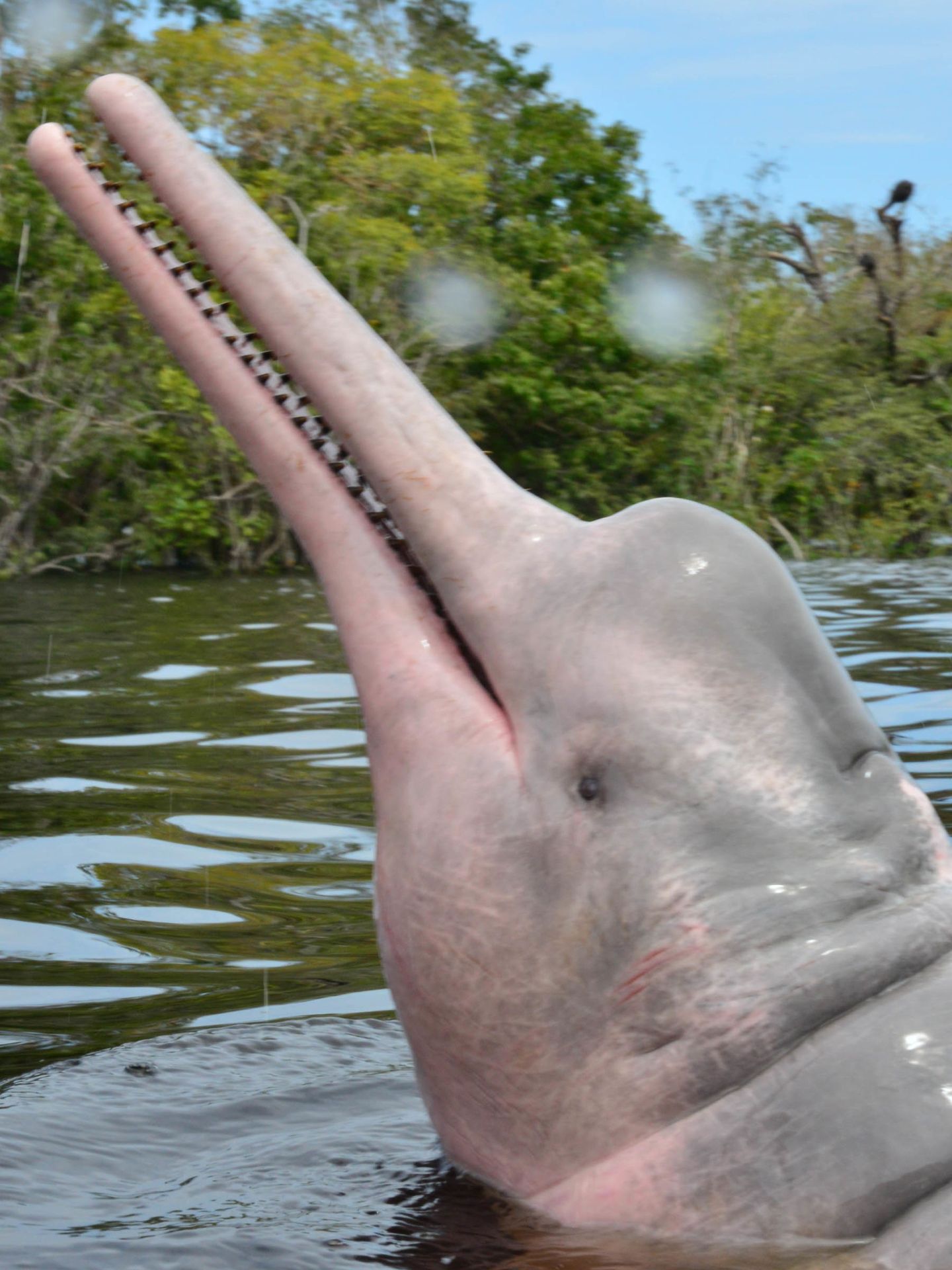 Un delfín rosado del Amazonas. (WWF/Adriano Gambarini)