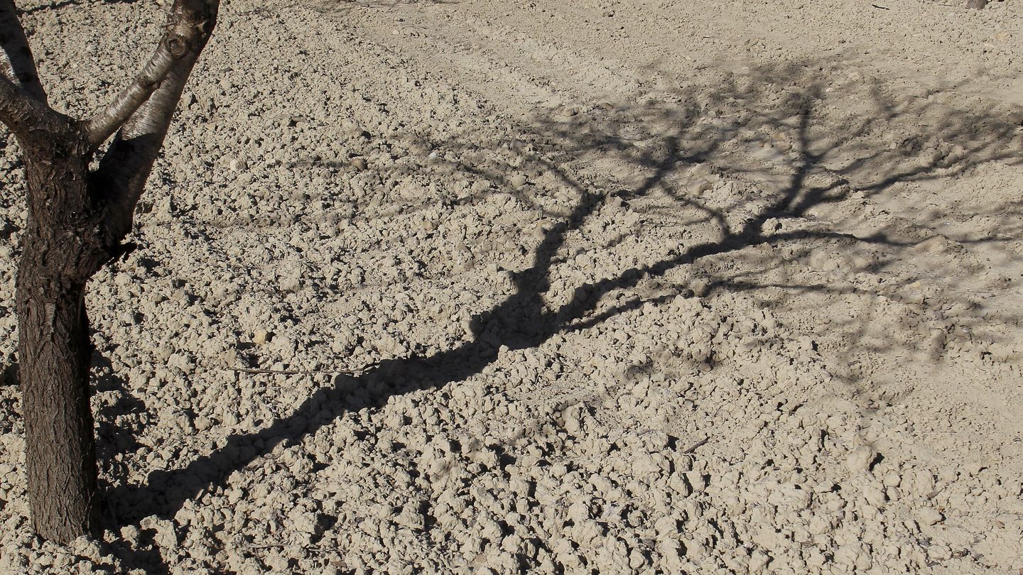 La sombra de un almendro, sobre un campo reseco en Alicante. (EFE/Morell) 