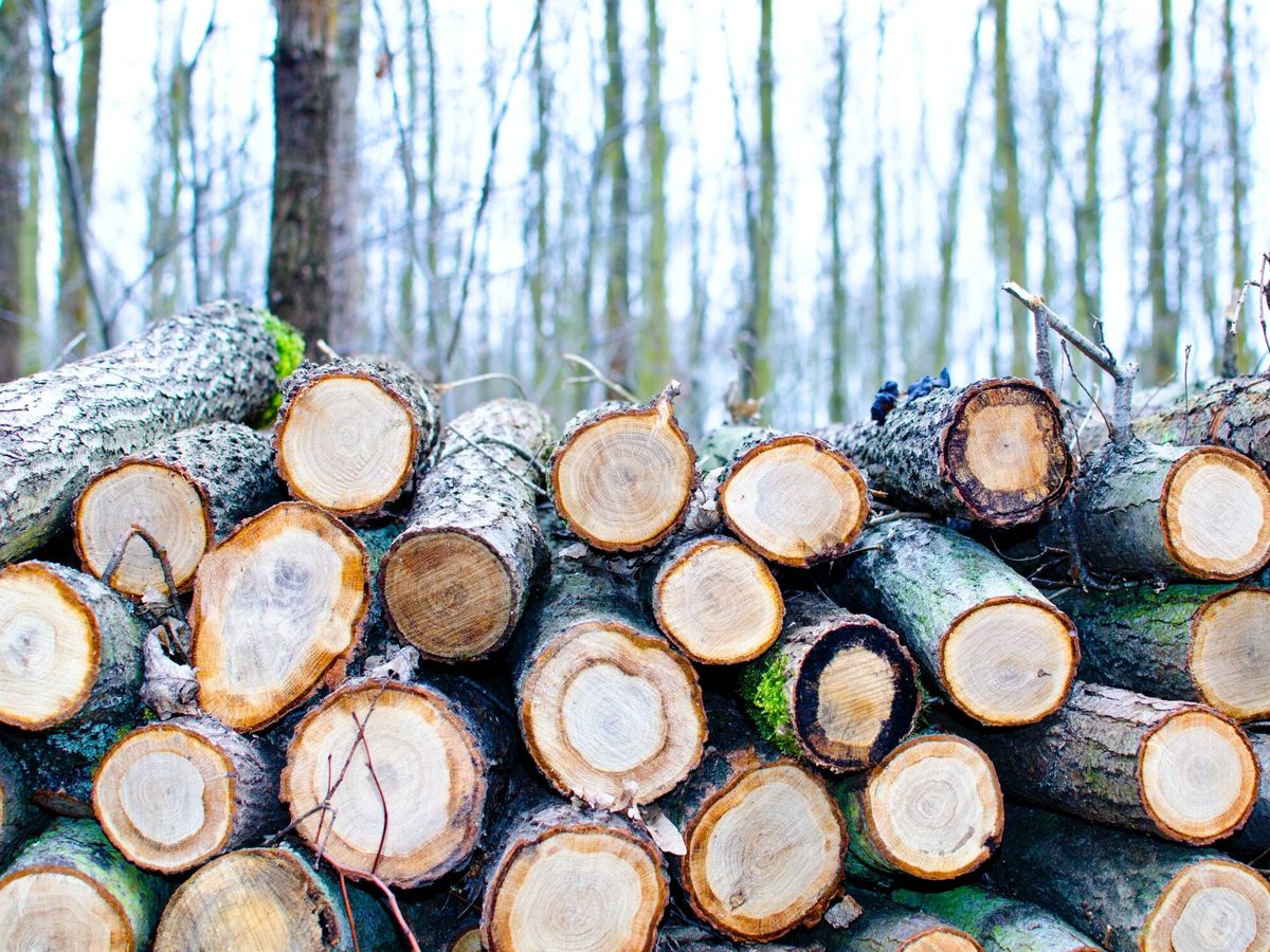 Foto: Cada año, los humanos cortamos alrededor de 15.000 millones de árboles. (Pexels)