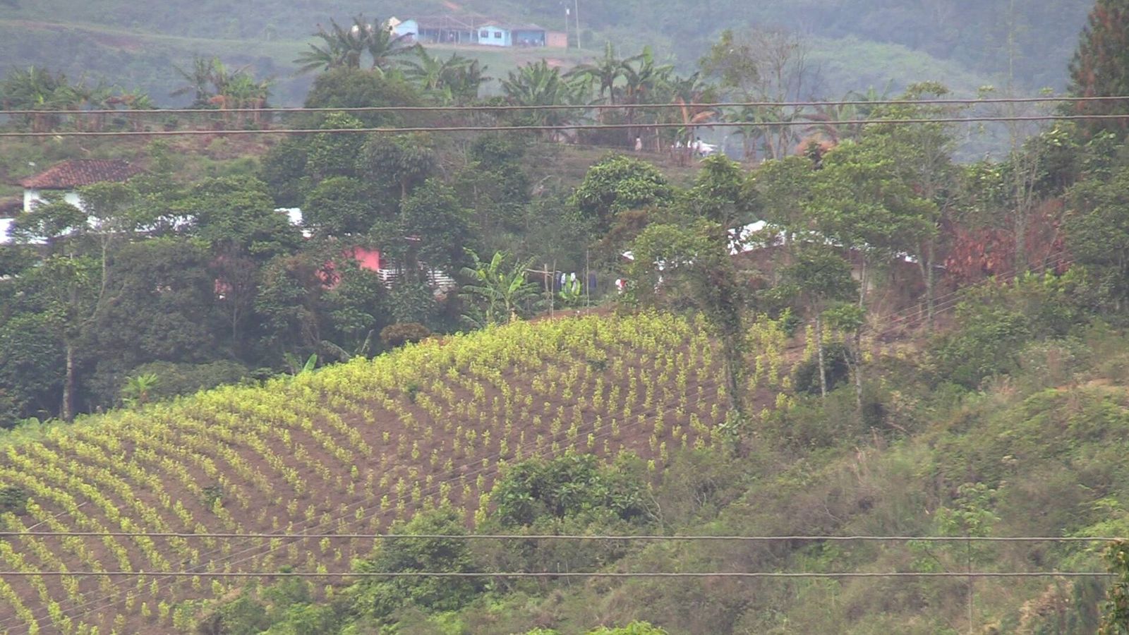 Plantación de coca. (H. E.)