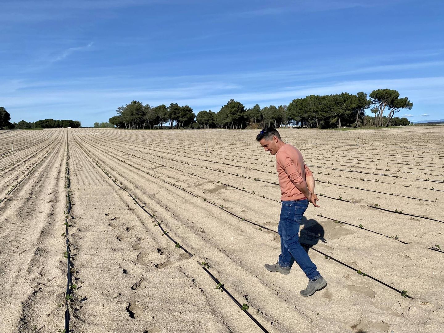 Diego Herranz, en el campo donde nace la planta de la fresa. (C.A.)