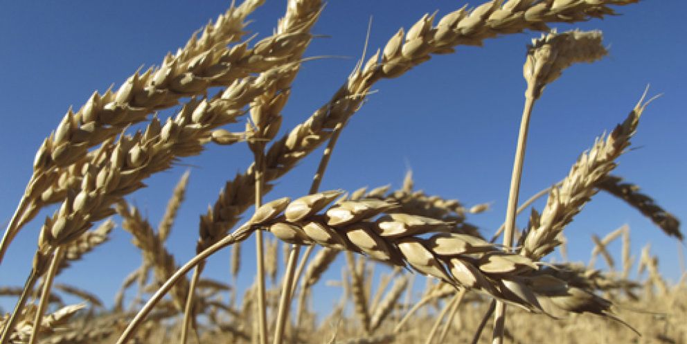 Foto: ¿Pan de oro? Los cereales inician 2011 con precios en España hasta un 76 % más caros