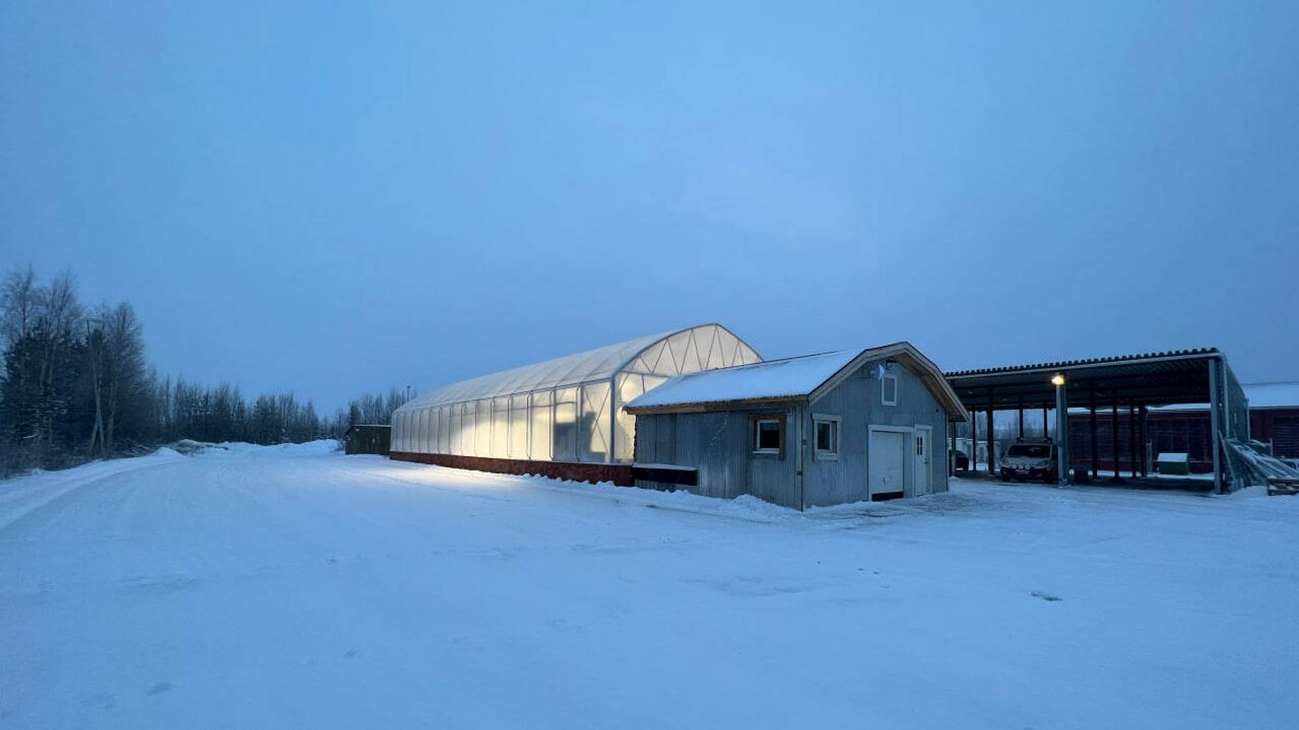 Una granja de criptomonedas da calor a un invernadero en Boden, Suecia. (Marina Otero)