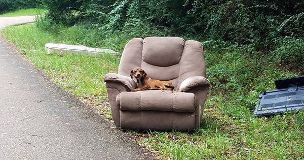 Foto: El perro, sentado en su sofá, en mitad de la cuneta junto a una carretera desierta (Foto: Sharon Norton Facebook)