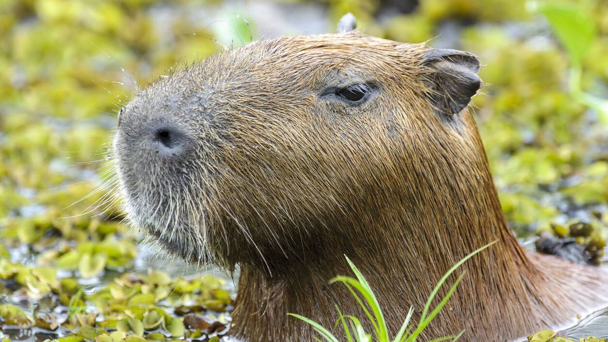 ¿Qué está pasando en internet con las capibaras? Las razones que han encumbrado a este peculiar roedor