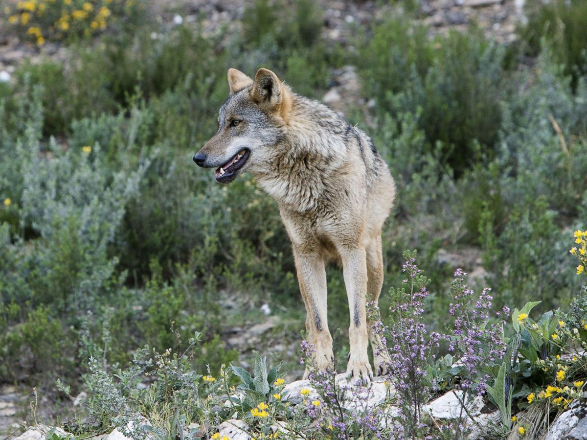Foto:  Dos manadas de lobos criadas en semilibertad. (EFE)